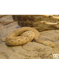 گونه کک مار Leaf- nosed Viper